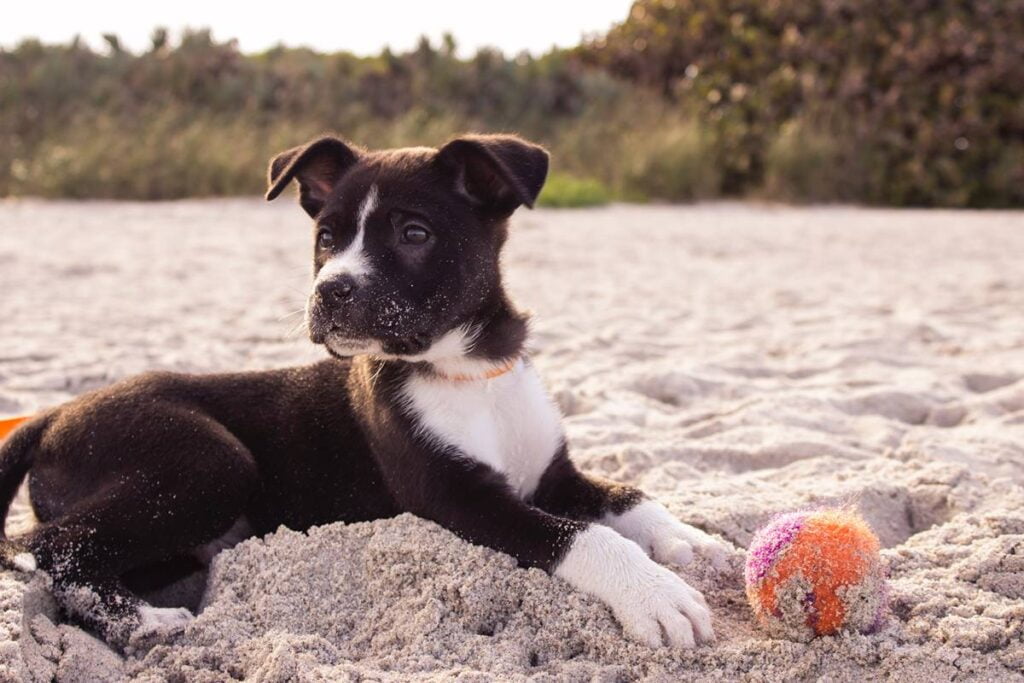 Dog Digging
