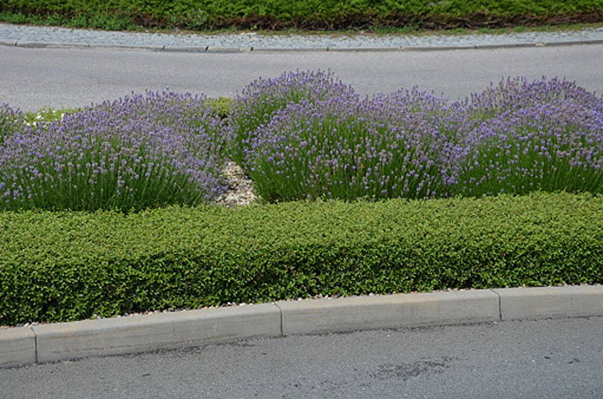 How Growing an Aromatic Lavender Hedge