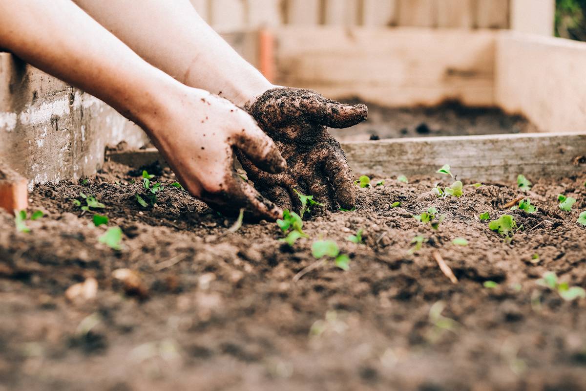 How to Plant Your Vegetable Garden