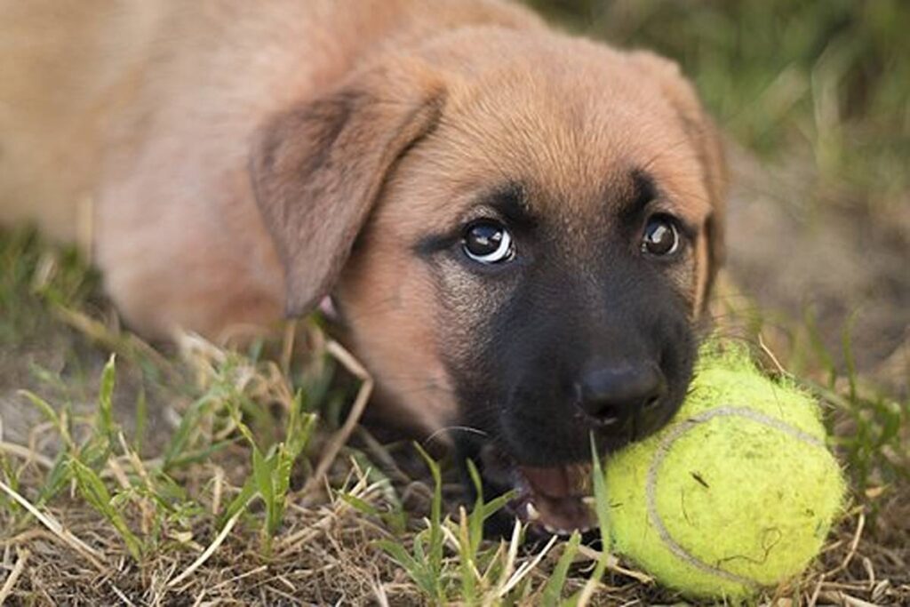 Tips on how to Stop That Puppies Gnawing? 1 How to Stop That Puppies Chewing