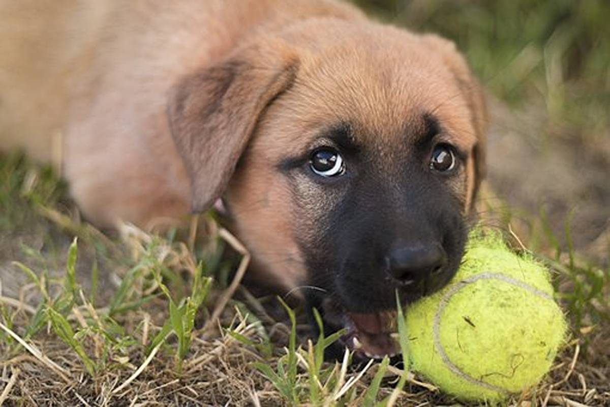 How to Stop That Puppies Chewing