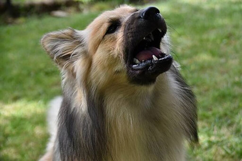 The Dog Won't Shut Upwards! How to Stop a Screaming Dog 1 How to Stop a Barking Dog