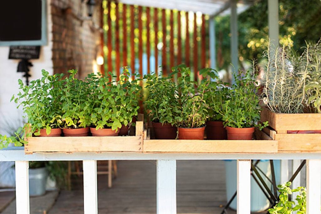 Kitchen Herb Garden
