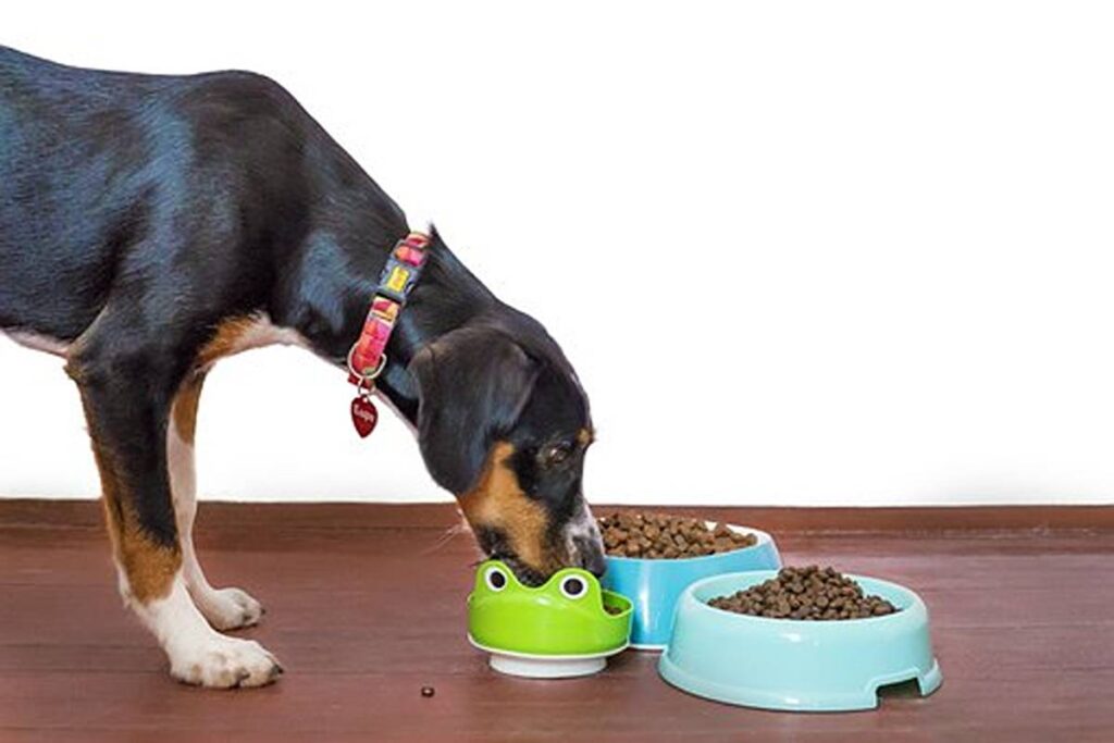 Premium Pet Food