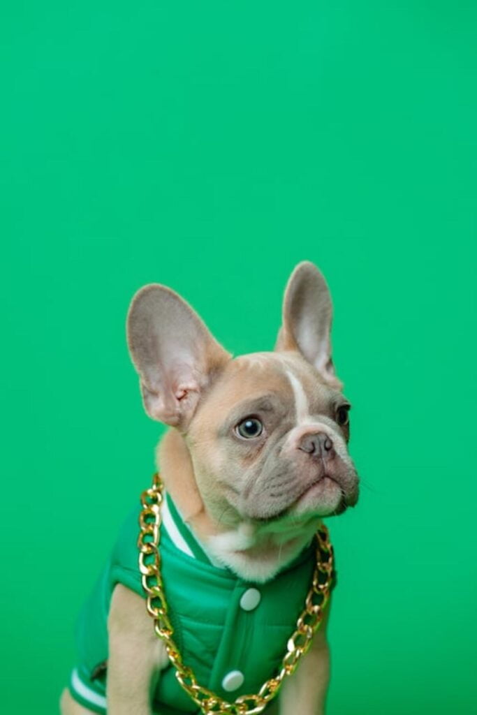 XenPets