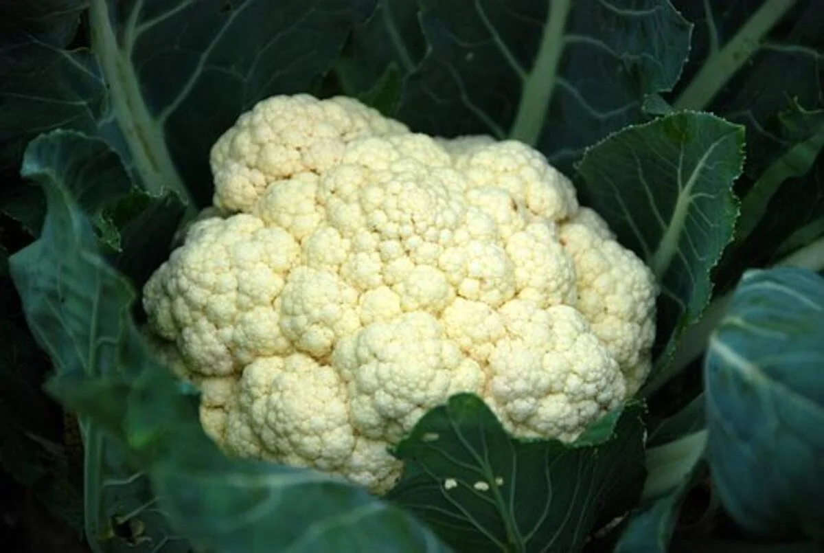 cauliflower recipes