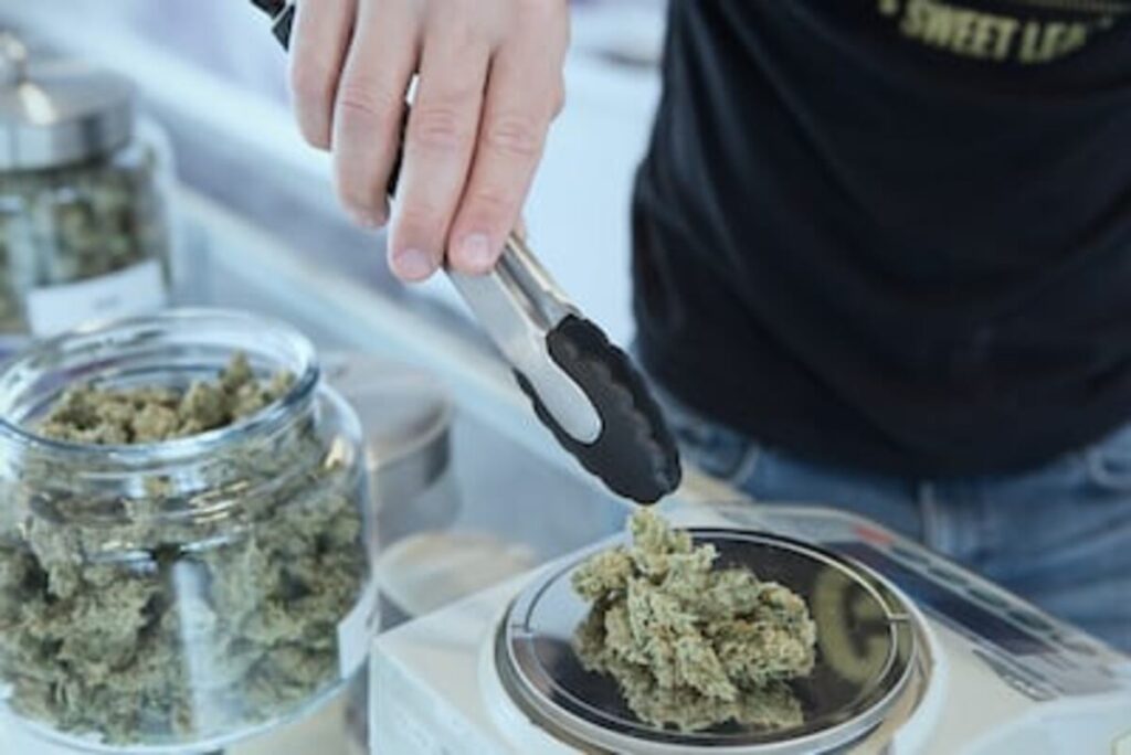 A K 47 strain
