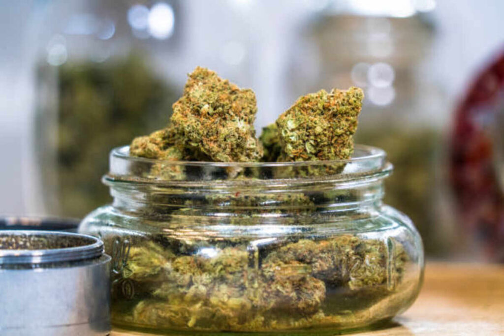 How Long Does Cannabis Remain in Your System? 1 A K 47 strain
