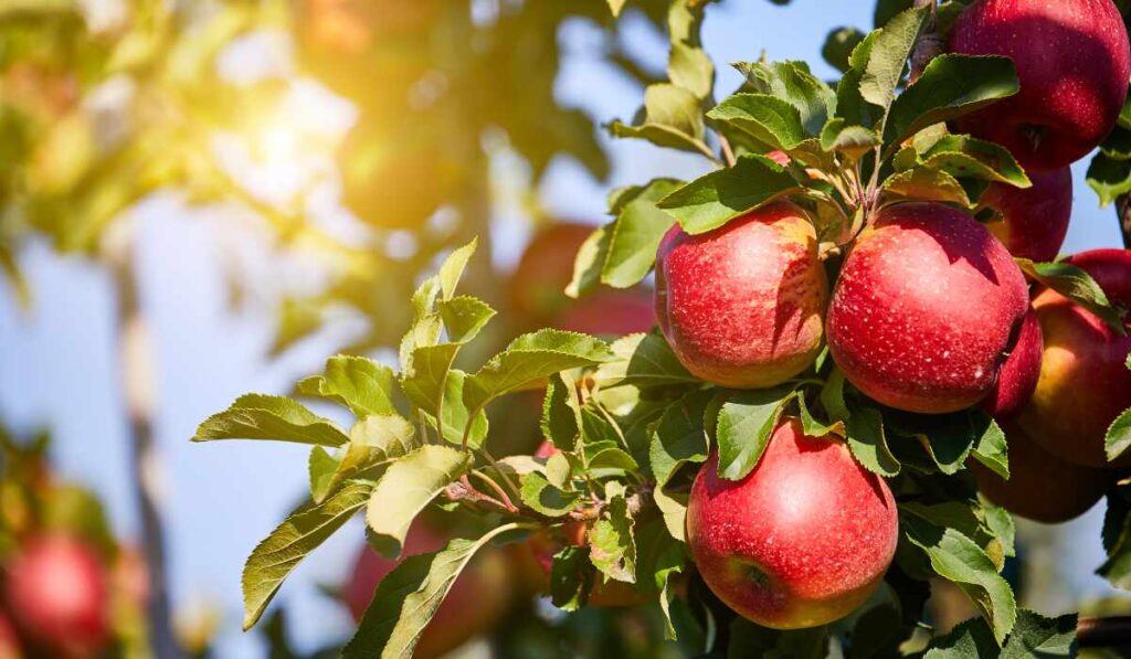 What Do Apple Cider Vinegar Tablets Do? 1 Apple Cider Vinegar tablets
