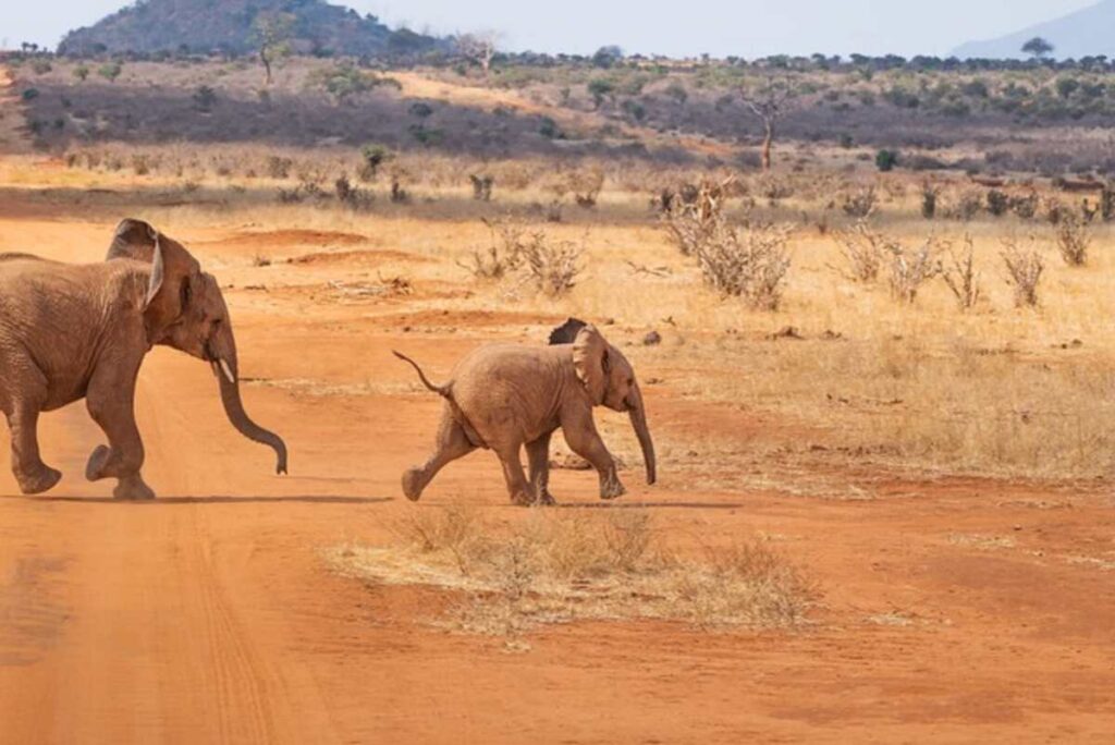 Learn about human evolution in Kenya