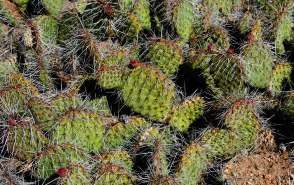 Exploring Peyote Cactus for Sale: Legality, Considerations, and Cultivation 1 peyote cactus for sale