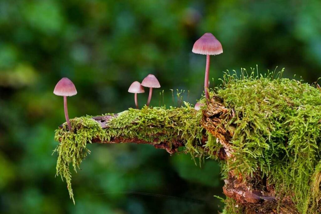 Magic Mushroom Drying 1 buy lsd edibles online