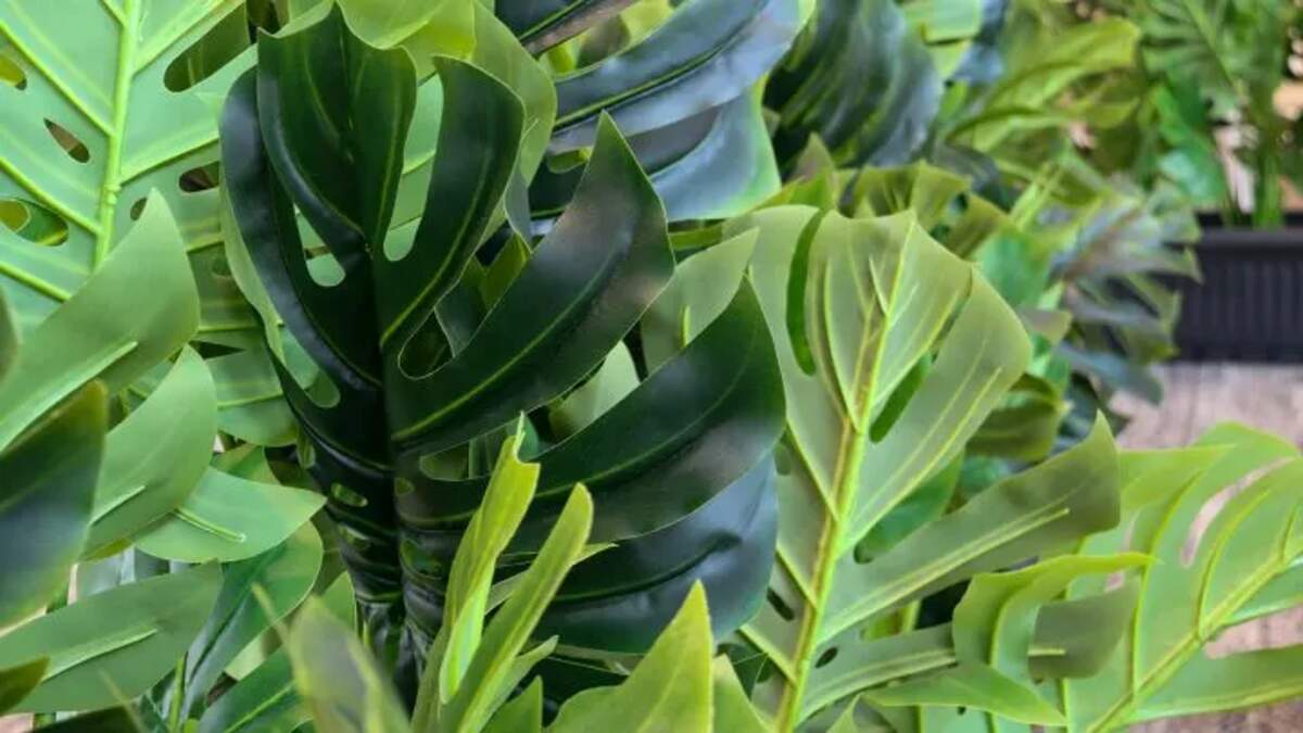 dragon tail plant