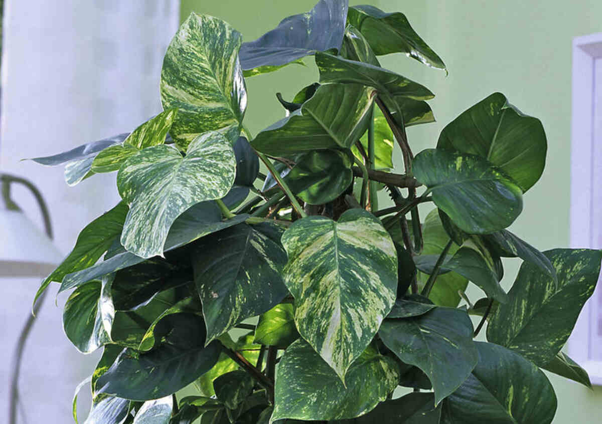 dragon tail plant