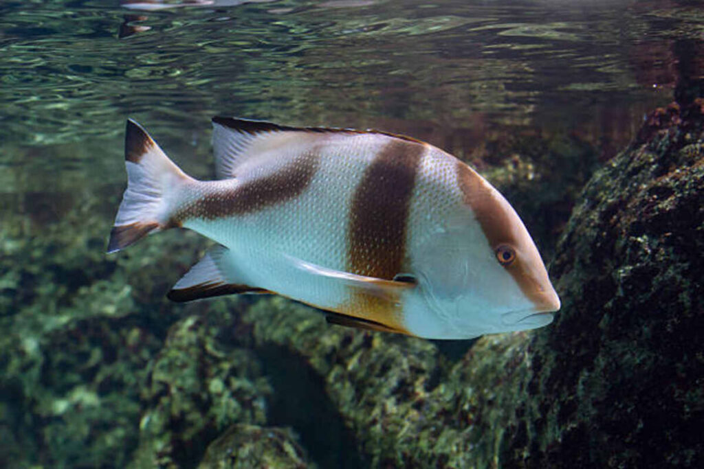 Gertrude Fish 1 Gertrude Fish