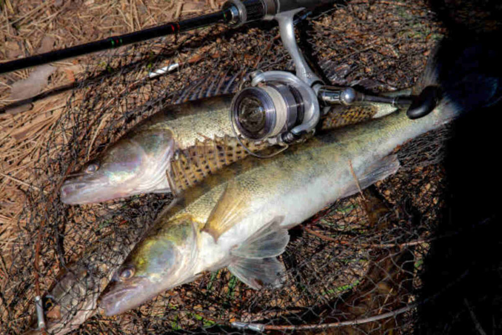 Fishing Pole Rentals Near Me in NYC 1 Fishing Pole Rentals