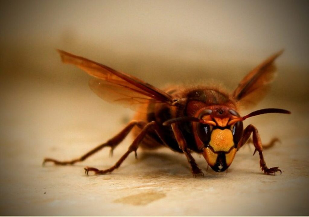 Bug House Pest Control - How to Keep Bugs Out of Your House 1 diệt gián