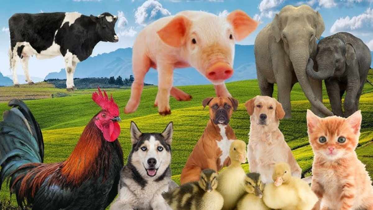 zootube