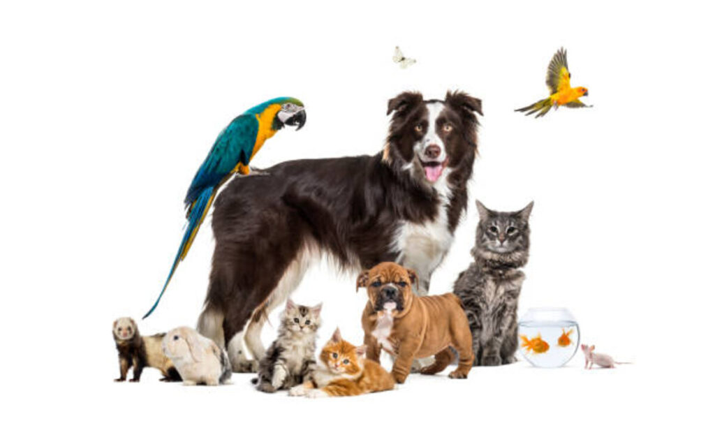 Custom Pet Portrait: Unleashing Your Pet's Personality 1 Custom pet portrait