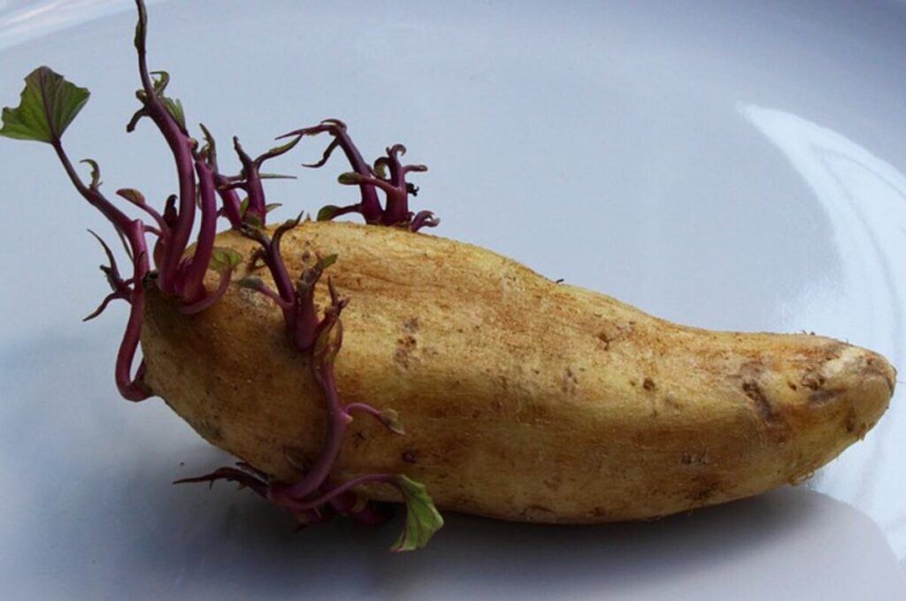 How to Farm Potato 1 how to farm potato