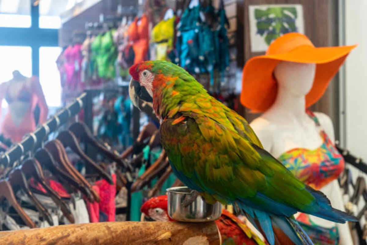 talking parrot for sale