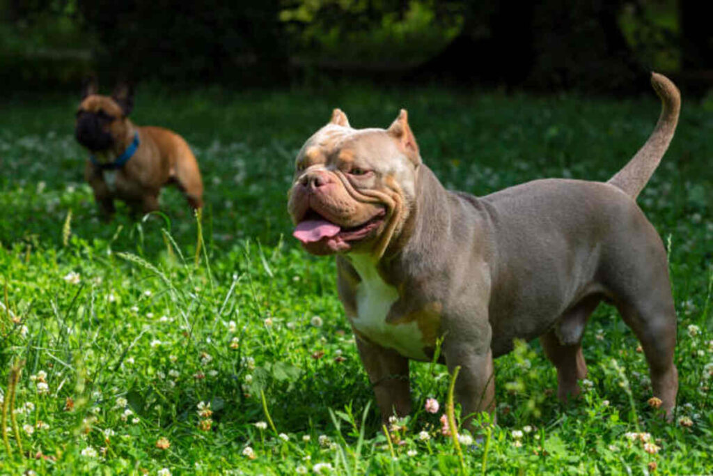 The Ultimate Guide to American Pocket Bully Puppies 1 pocket bully puppies for sale