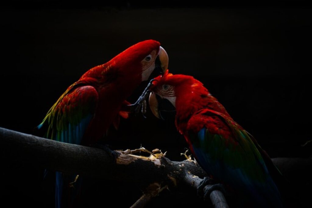 All About Blue and Gold Macaws & Where to Get Them 1 macaw parrot for sale