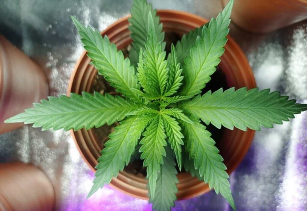 Knowing the Basics of Enail Dabbing 1 Knowing the Basics of Enail Dabbing