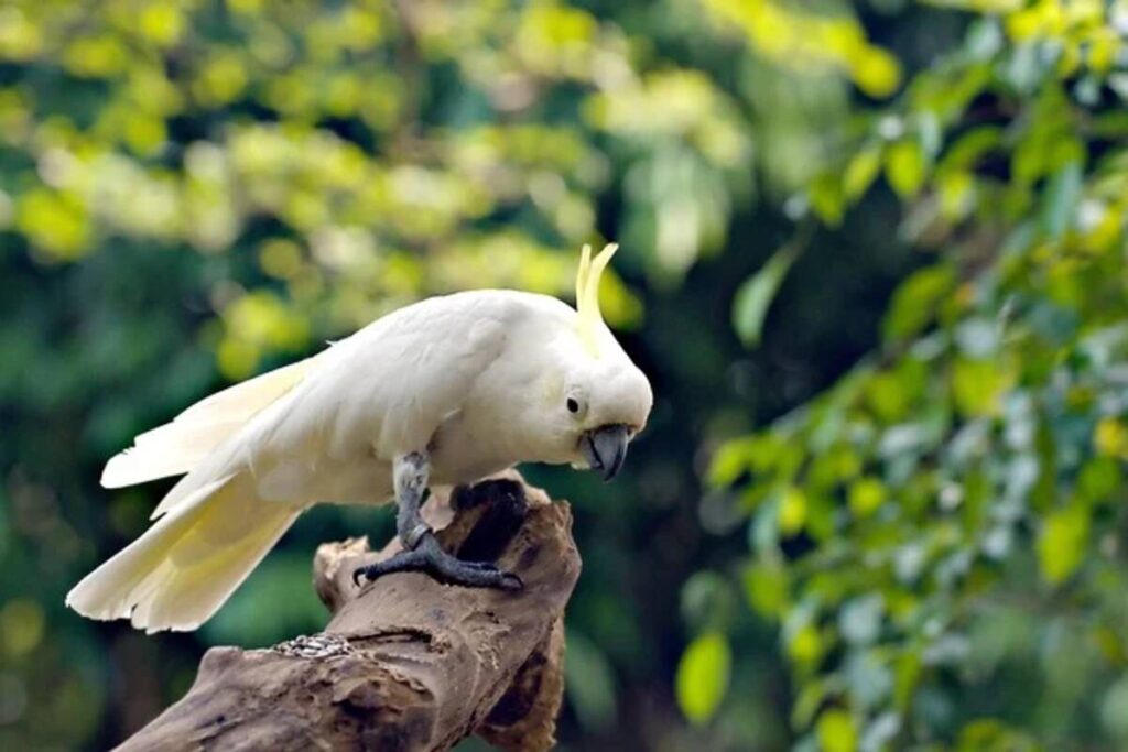 Discovering the Delightful Citron Crested Cockatoo for Sale 1 citron crested cockatoo for sale