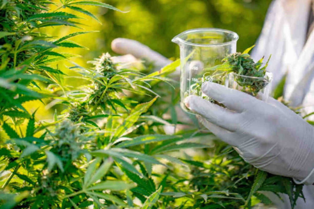 The main advantages of Shopping at Bliss Dispensary 1 The main advantages of Shopping at Bliss Dispensary