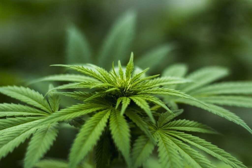Benefits of THCA Flower for Wellness 1 Benefits of THCA Flower for Wellness 1
