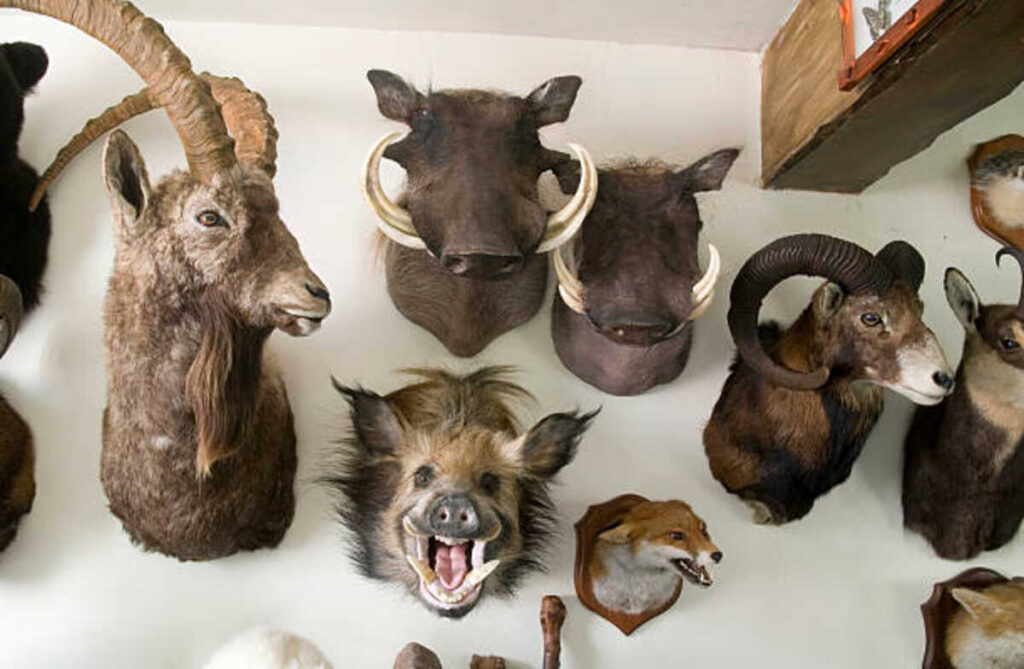 Taxidermy for Sale: A Collector's Guide 1 Taxidermy for Sale A Collector's Guide